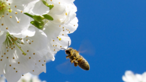 nectar